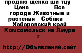 продаю щенка ши-тцу › Цена ­ 10 000 - Все города Животные и растения » Собаки   . Хабаровский край,Комсомольск-на-Амуре г.